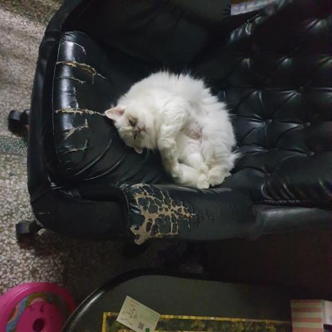 林新潭 - 這隻是媽媽 目前2歲半