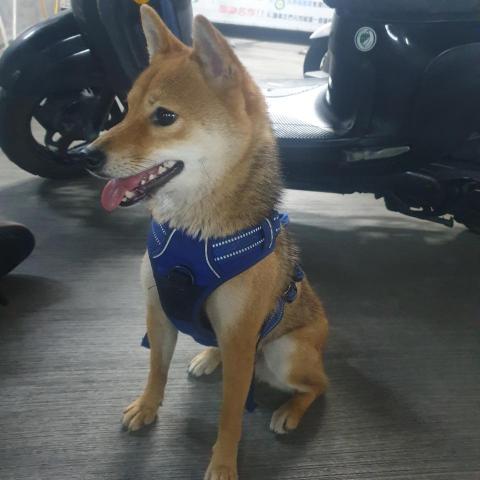 林新潭 - 目前2歲喔