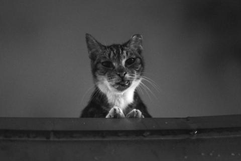 張育瑄 - 使用調色營造畫面氛圍及層次感