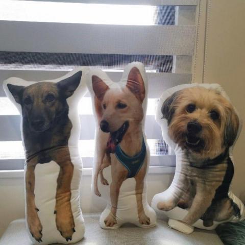 提供遛狗服務的專家高小畢之家