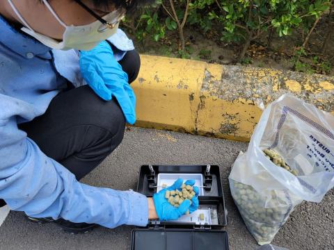 揚杰除蟲有限公司 - 商辦滅鼠作業