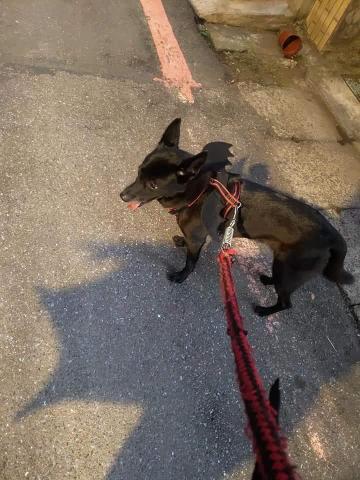 珍瑚工作室 - 毛孩的萬聖裝(蝙蝠) 珍瑚工作室 - 毛孩的萬聖裝(蝙蝠)