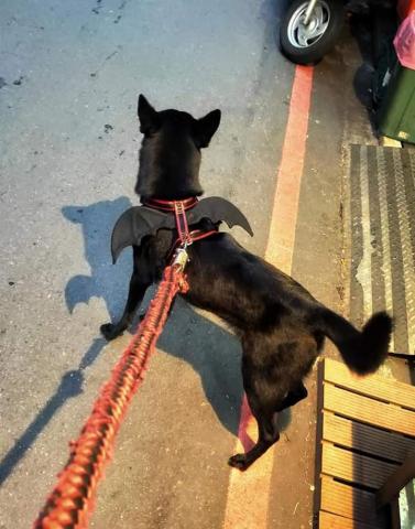 珍瑚工作室 - 毛孩的萬聖裝(蝙蝠) 珍瑚工作室 - 毛孩的萬聖裝(蝙蝠)