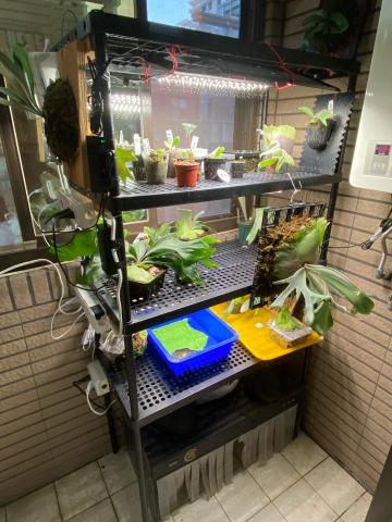 申有水電 - 植物掛上