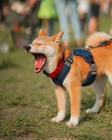 Cooley Lin - 寵物外拍-狗