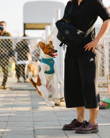 Cooley Lin - 寵物攝影-犬