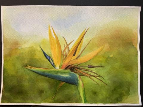 JOJO繪畫教學 - 水彩花卉