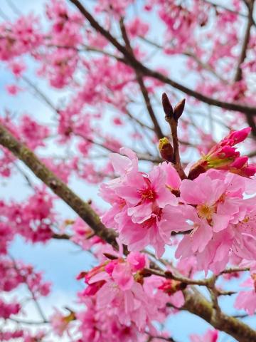 柳政男 -  柳政男 -