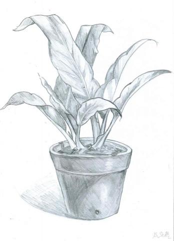 祝綵榕 - 高一素描練習