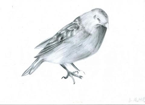 祝綵榕 - 素描練習