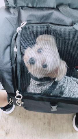 💮專業寵物保姆〰️CHRIS菀💠 - 