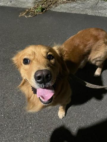 💮專業寵物保姆〰️CHRIS菀💠 - 