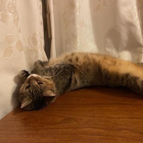 提供寄養貓服務的專家Peggy Wang