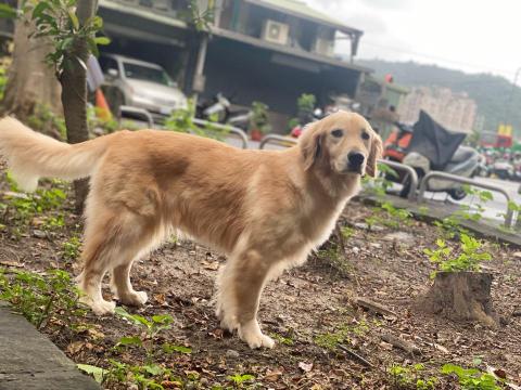 天羽服務 - 到府遛狗