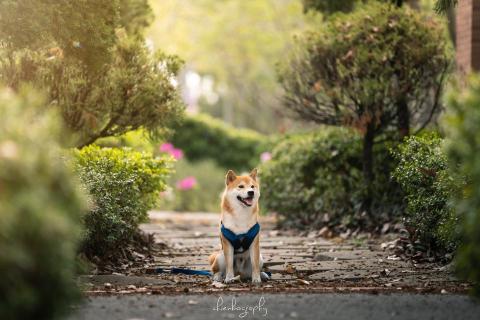 健博影像工作室 - #寵物攝影 健博影像工作室 - #寵物攝影