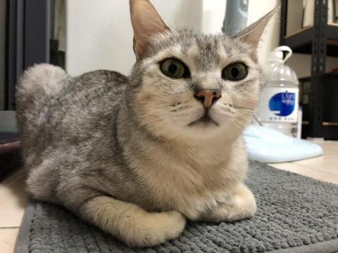 Tess - 照顧過的虎斑女孩 茉莉