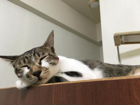 Tess - 照顧過的虎斑男孩 尼莫