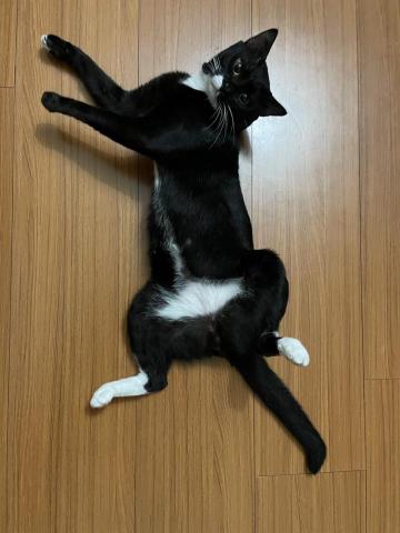 Tess - 姊姊家裡的貓 他叫呀米