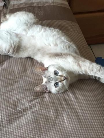 Tess - 救援送養成功的男孩 嗨呀