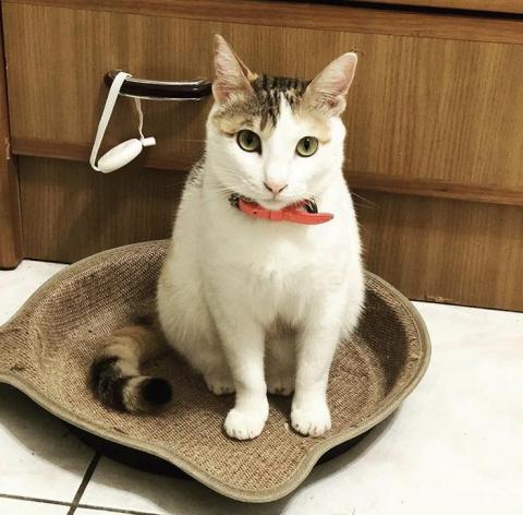 Tess - 照顧過的三花女孩 小花