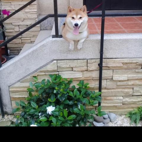 提供庭園造景服務的專家捷藝庭園造景有限公司