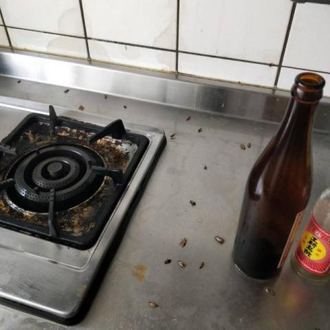 A+淘蟲師-正欣環衛 - 環境滅蟑(圖03)