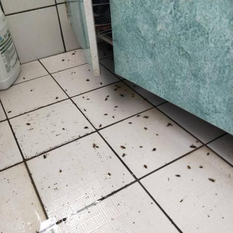 A+淘蟲師-正欣環衛 - 環境滅蟑(圖02)
蘆竹潘小姐家施作蟑螂防治後，廚房狀況慘不忍睹(!)
住家蟑螂防治罕見有這麽大規模的數量，可以想見下一波蟑螂卵再孵化出來的量至少10倍以上，本案規劃下次防治施作定於10天後進行第二次，並連續施作三次後再施以長效型藥劑隔月定期保養維護，才能有效壓制蟑螂繁殖速度。