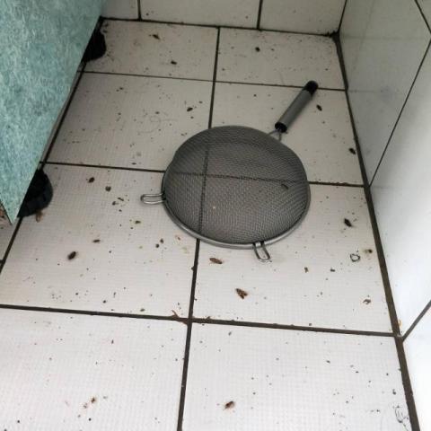 A+淘蟲師-正欣環衛 - 環境滅蟑(圖01)
蘆竹潘小姐家施作蟑螂防治後，廚房狀況慘不忍睹(!)
住家蟑螂防治罕見有這麽大規模的數量，可以想見下一波蟑螂卵再孵化出來的量至少10倍以上，本案規劃下次防治施作定於10天後進行第二次，並連續施作三次後再施以長效型藥劑隔月定期保養維護，才能有效壓制蟑螂繁殖速度。