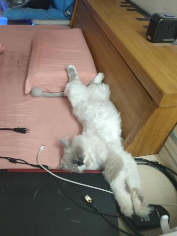 方晟吉 - 養的布偶貓