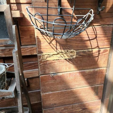 A+淘蟲師-正欣環衛 - 白蟻防治(圖02)
今早場勘桃園某千萬裝潢豪宅遭白蟻入侵，發生時間約2年，入侵點在底層露台，已侵入室內地板及天花板並往上層發展，需進行白蟻防治工作，安排近日施工(施工)圖02