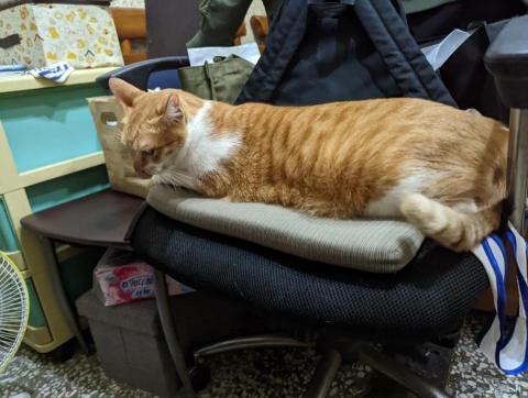 吳羽純 - 家貓一號