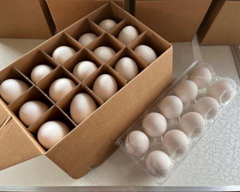 霖瑄叡企業社 - 初生白卵（售價公佈於LINE官方）