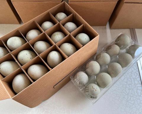 霖瑄叡企業社 - 初生皮卵（售價公佈於LINE官方）