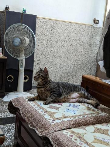 吳羽純 - 家貓二號