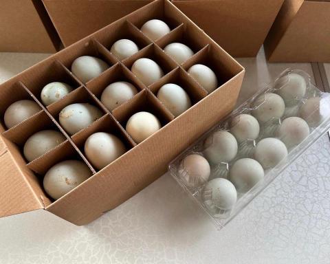 霖瑄叡企業社 - 初生鴨卵（售價公佈於LINE官方）