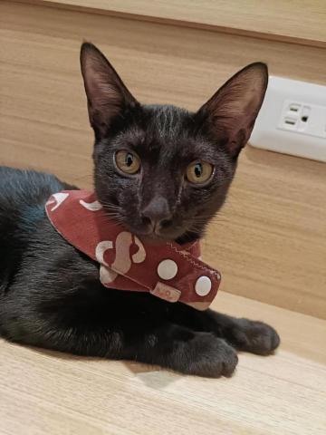 周子嫆 - 跟我配合店家的貓咪