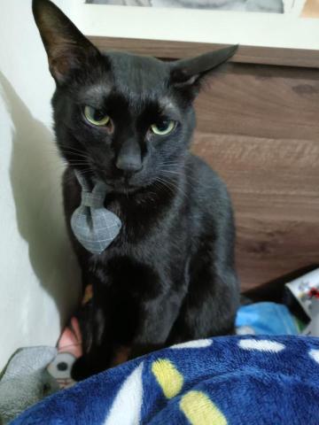 周子嫆 - 自己家裡的貓