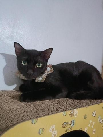 周子嫆 - 跟我配合店家的貓咪