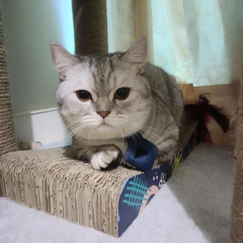 周子嫆 - 自己家裡的貓