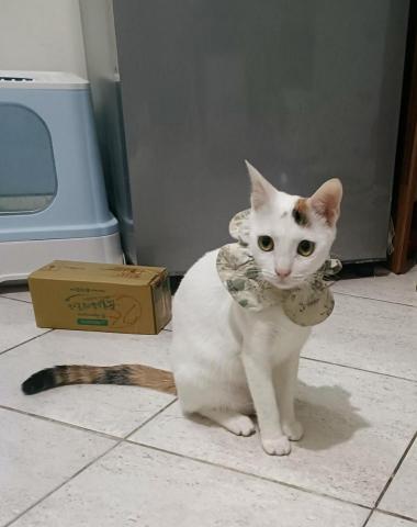 周子嫆 - 自己家裡的貓