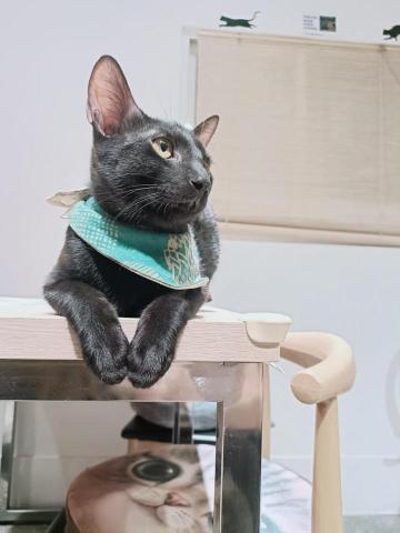 周子嫆 - 跟我配合店家的貓咪