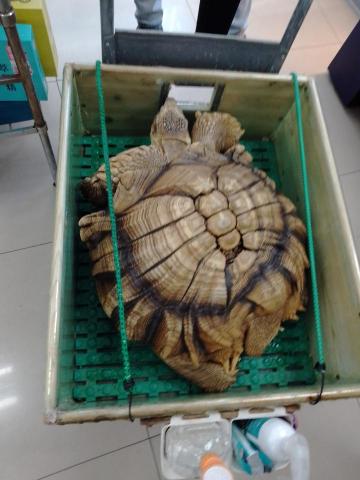 許秀英 - 招財龜
Q 重要文法 N + PP                             I meet the age 100 yellow turtle near the Taichung Forest patk and teach the new Tutor taught by the Catholic Wen Dao high school teachers a