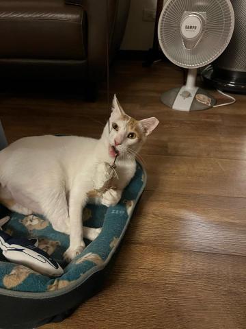 以毛為主工作室 - 服務地區：捷運可到皆可以配合