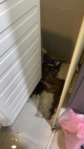 苰妤廖 - 清潔前