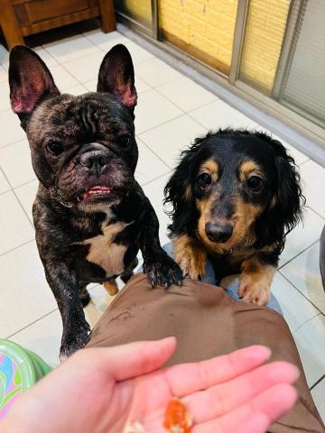 以毛為主工作室 - 到府陪伴花絮照