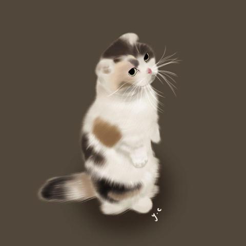 y.c studio -  寵物貓插畫