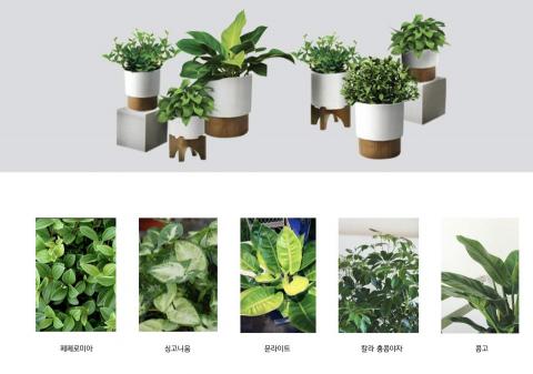 蔓築ManZhu  - 客製化小品盆栽