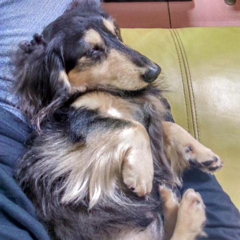 提供遛狗服務的專家蔡亞恩