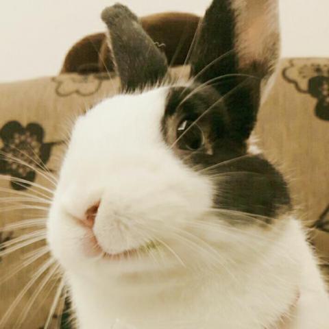 M麻-寵物到府服務 - 自家毛孩