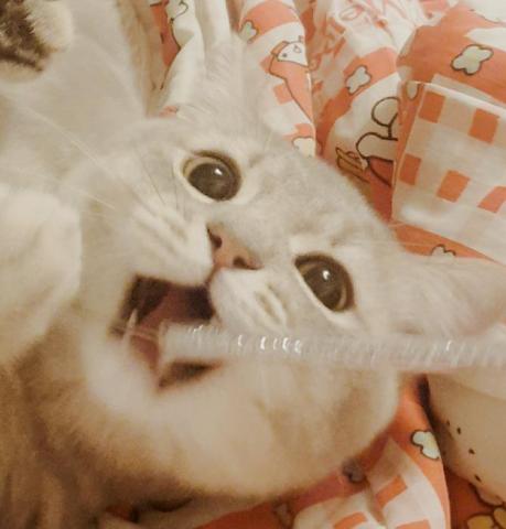 M麻-寵物到府服務 - 自家毛孩